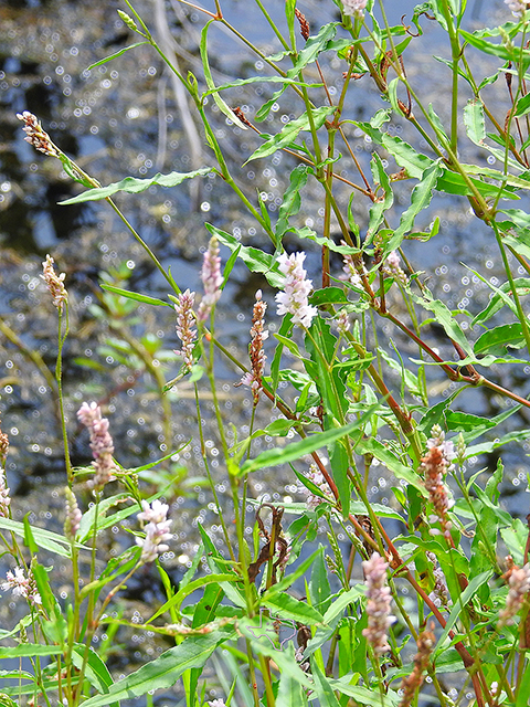 Polygonum pensylvanicum (Pennsylvania smartweed) #88271