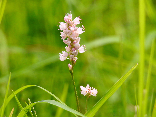 Polygonum pensylvanicum (Pennsylvania smartweed) #88272