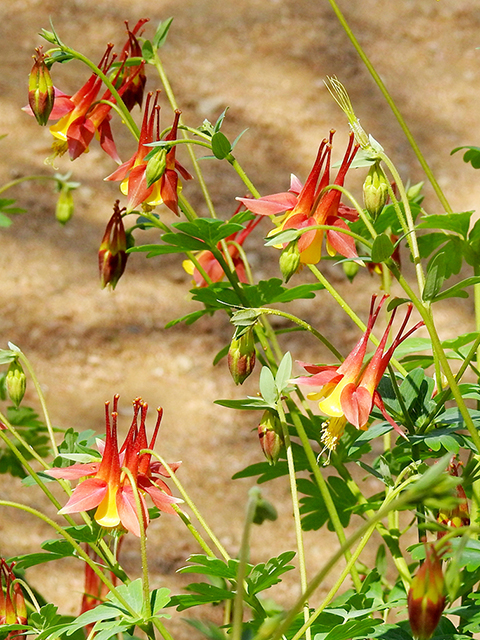 Aquilegia canadensis (Eastern red columbine) #88281