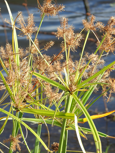 Cyperus erythrorhizos (Redroot flatsedge ) #88285