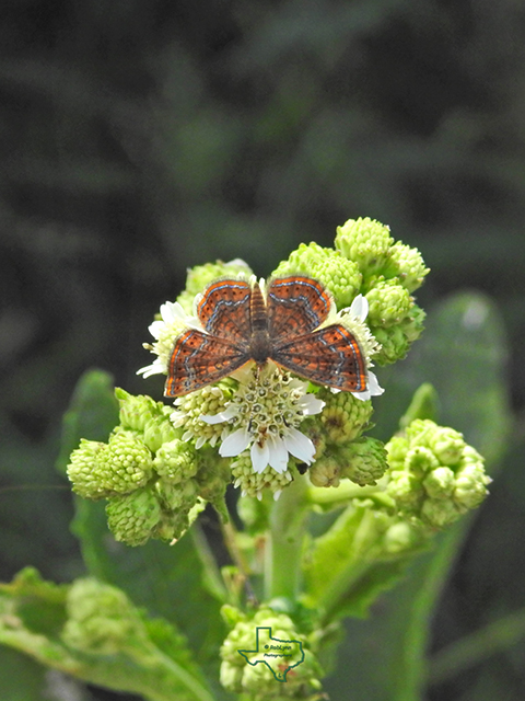 Verbesina microptera (Texas crownbeard) #88287