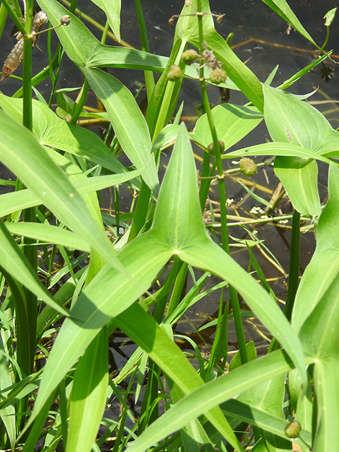 Sagittaria longiloba (Longbarb arrowhead) #88288