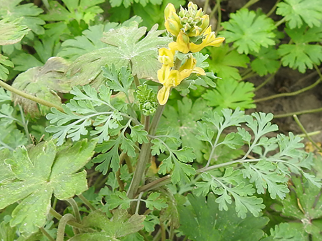 Corydalis curvisiliqua (Curvepod fumewort) #88292