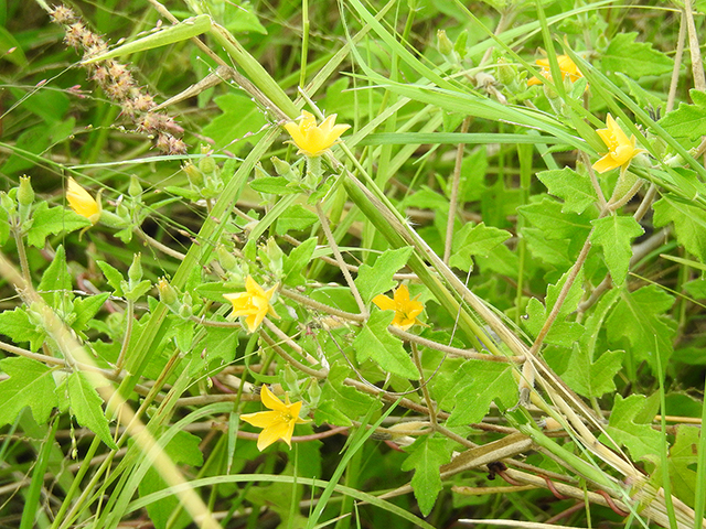 Mentzelia oligosperma (Stick-leaf) #88304