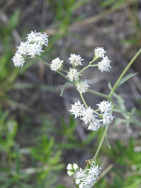 Florestina tripteris (Sticky florestina) #88305