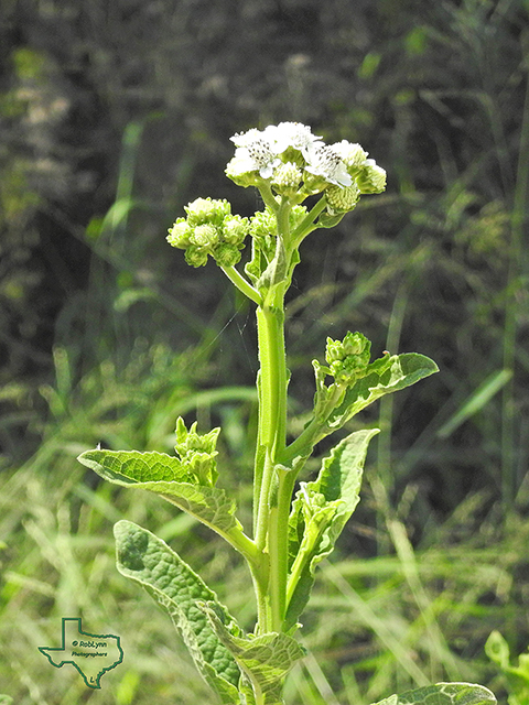 Verbesina microptera (Texas crownbeard) #88308