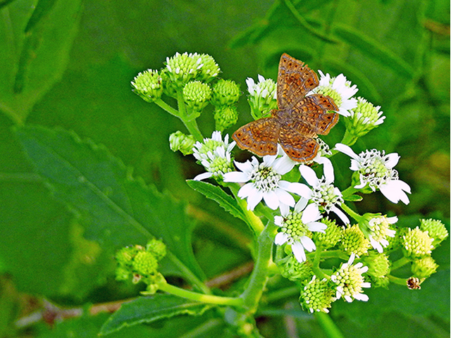 Verbesina microptera (Texas crownbeard) #88310