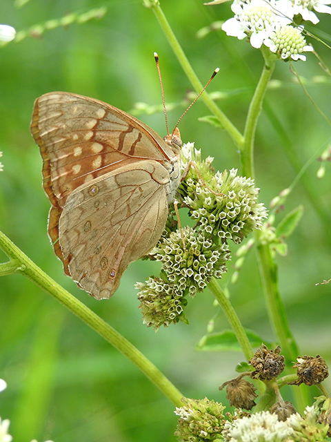 Verbesina microptera (Texas crownbeard) #88311