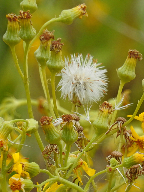 Senecio ampullaceus (Texas ragwort) #88312