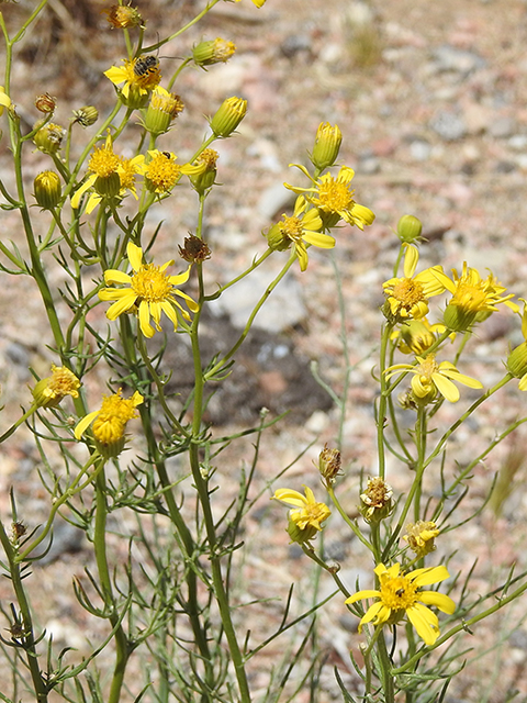 Senecio flaccidus (Threadleaf ragwort) #88318