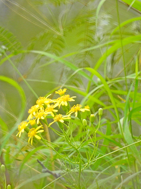 Senecio riddellii (Riddell's ragwort) #88319