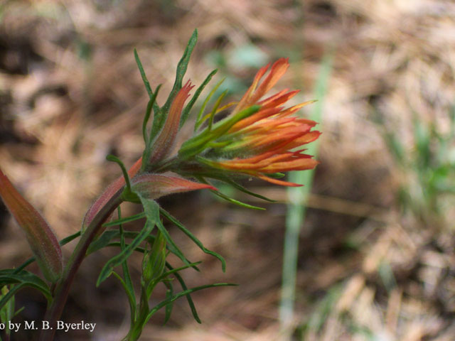 Castilleja linariifolia (Wyoming indian paintbrush) #19471