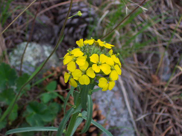 Erysimum asperum (Western wallflower) #19486