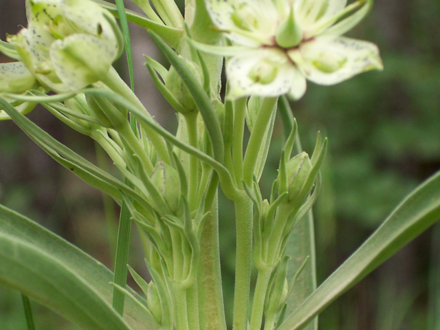 Frasera speciosa (Elkweed) #19488