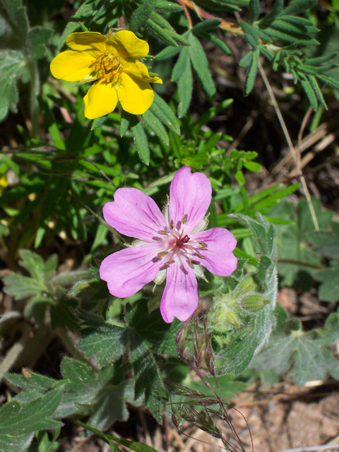 Geranium caespitosum (Pineywoods geranium) #19492