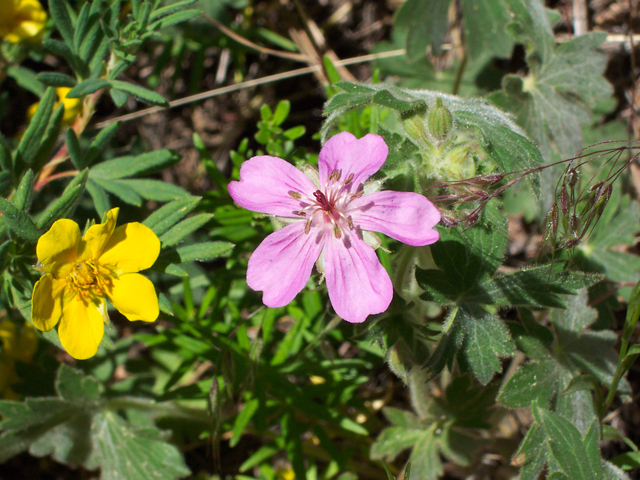 Geranium caespitosum (Pineywoods geranium) #19493