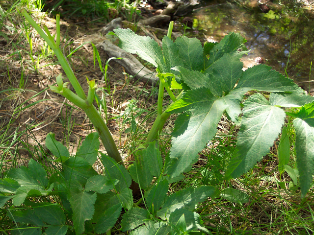 Heracleum maximum (Common cowparsnip) #19496