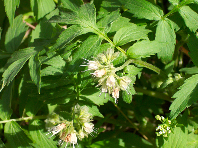 Hydrophyllum fendleri (Fendler's waterleaf) #19499