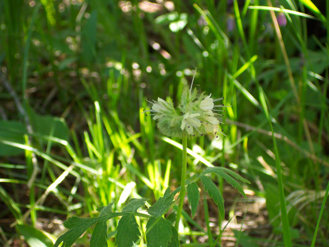 Hydrophyllum fendleri (Fendler's waterleaf) #19500