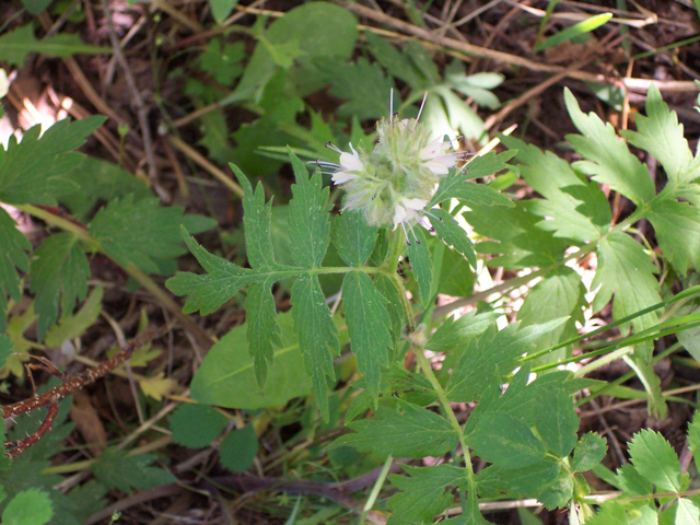 Hydrophyllum fendleri (Fendler's waterleaf) #19501