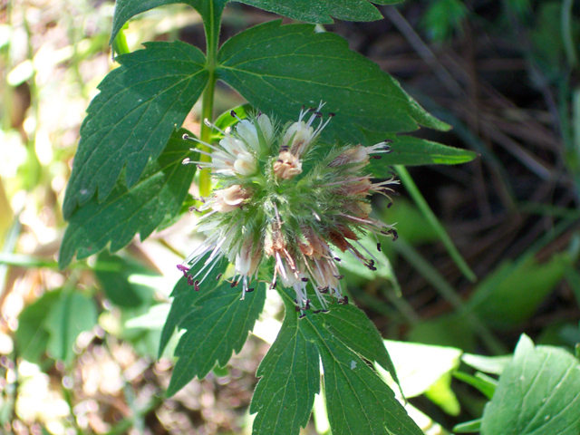 Hydrophyllum fendleri (Fendler's waterleaf) #19502