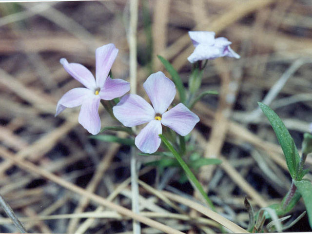 Phlox longifolia (Longleaf phlox) #19517