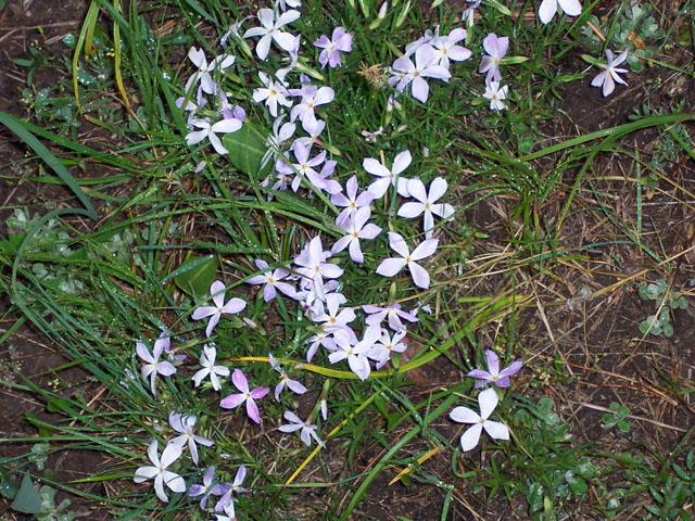 Phlox longifolia (Longleaf phlox) #19518