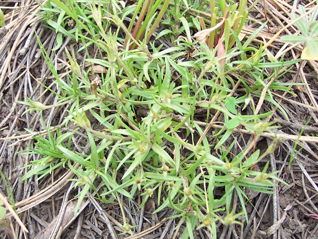 Phlox longifolia (Longleaf phlox) #19521