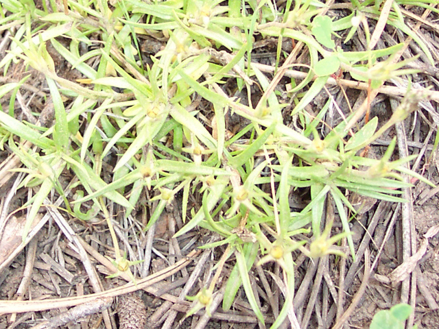 Phlox longifolia (Longleaf phlox) #19522