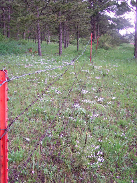 Phlox longifolia (Longleaf phlox) #19523