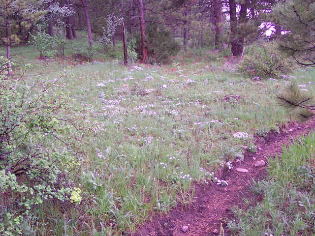 Phlox longifolia (Longleaf phlox) #19524