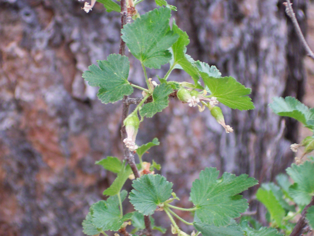 Ribes cereum (Wax currant) #19529