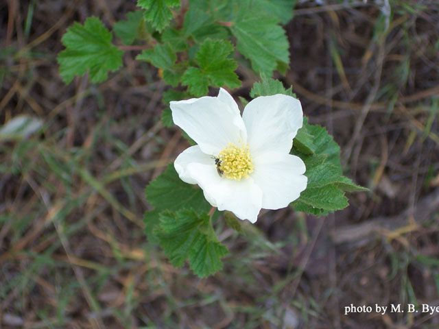 Rubus deliciosus (Delicious raspberry) #19530