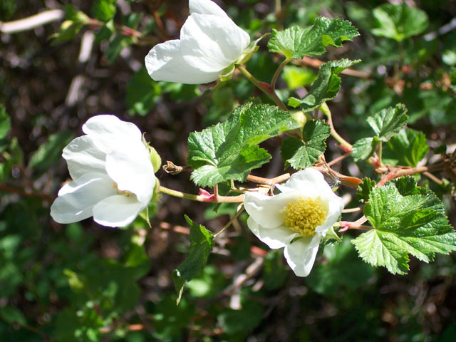 Rubus deliciosus (Delicious raspberry) #19531