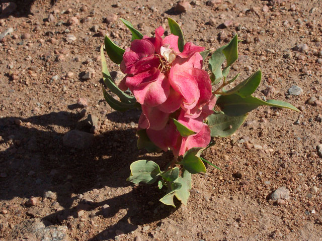 Rumex venosus (Veiny dock) #19533