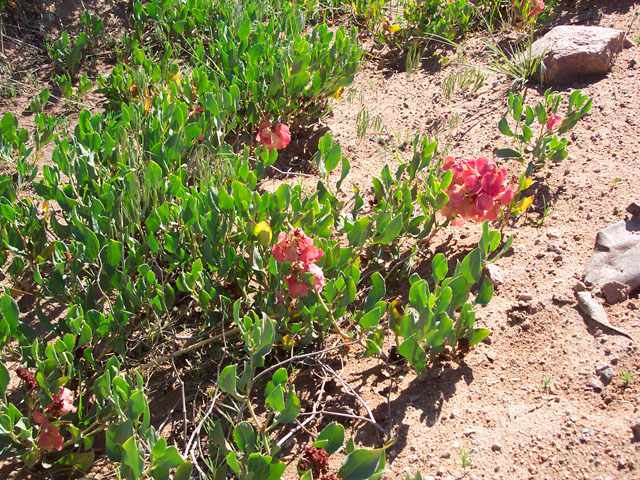 Rumex venosus (Veiny dock) #19534