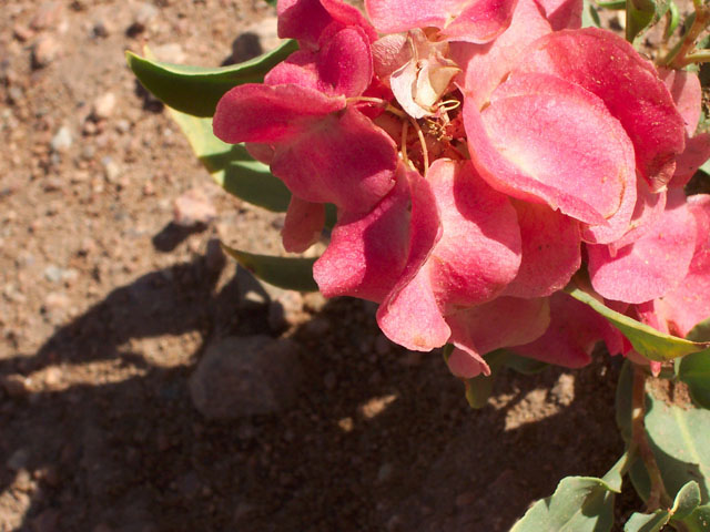 Rumex venosus (Veiny dock) #19535