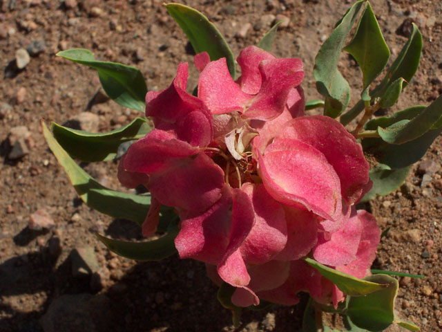 Rumex venosus (Veiny dock) #19536