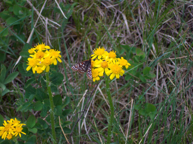 Senecio integerrimus (Lambstongue ragwort) #19537