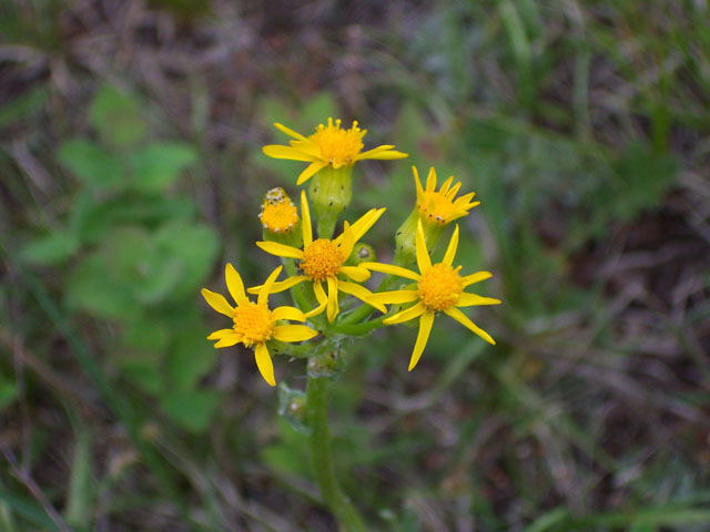 Senecio integerrimus (Lambstongue ragwort) #19538