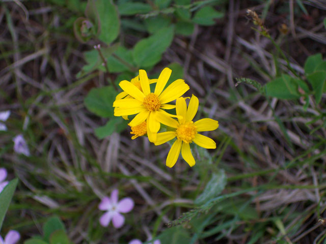 Senecio integerrimus (Lambstongue ragwort) #19539