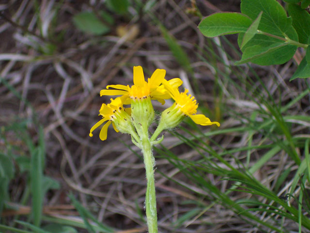 Senecio integerrimus (Lambstongue ragwort) #19540