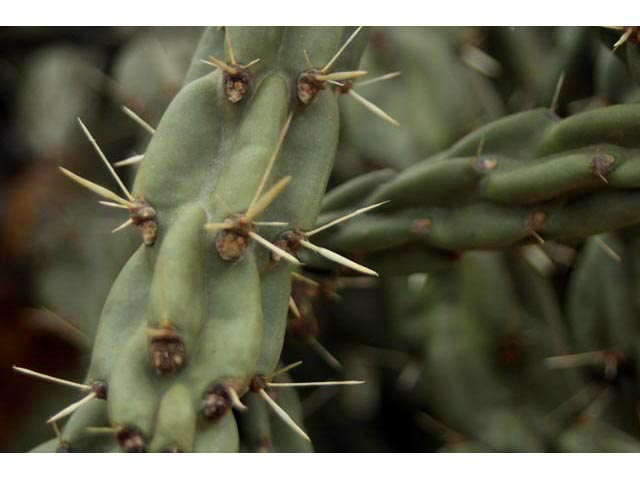 Cylindropuntia imbricata var. imbricata (Tree cholla) #59601