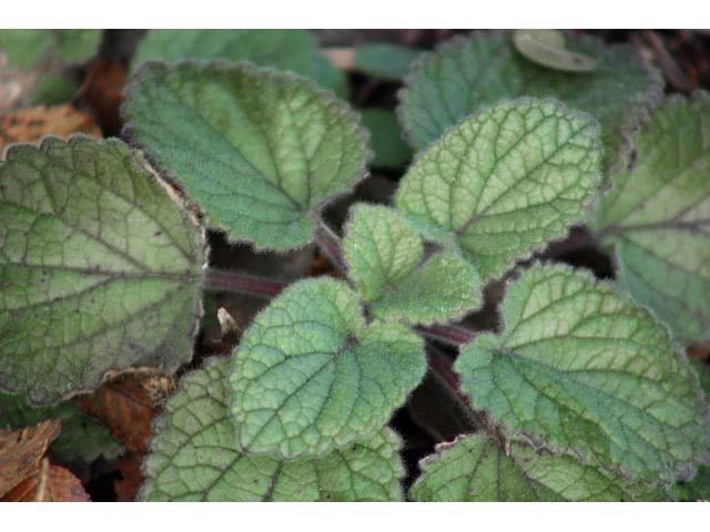 Scutellaria ovata ssp. bracteata (Heartleaf skullcap) #59626