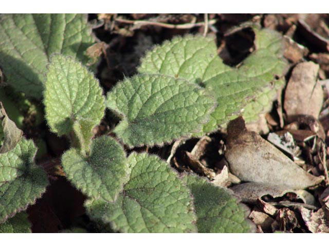 Scutellaria ovata ssp. bracteata (Heartleaf skullcap) #59635