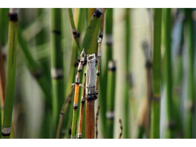 Equisetum hyemale (Scouring-rush horsetail) #59640