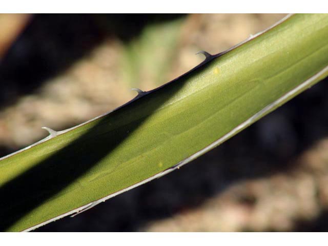 Agave lechuguilla (Lechuguilla) #59648