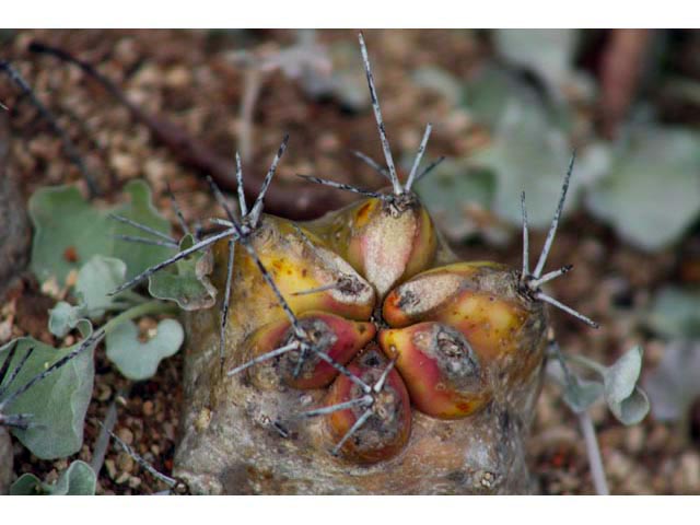 Echinocereus triglochidiatus (Claret cup) #59678