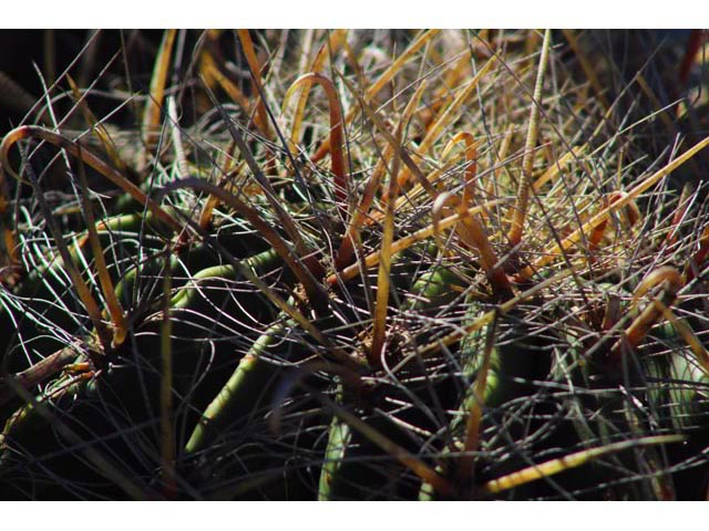 Ferocactus wislizeni (Candy barrel) #59734