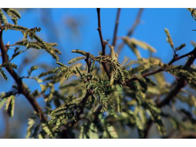 Senegalia berlandieri (Guajillo) #59741